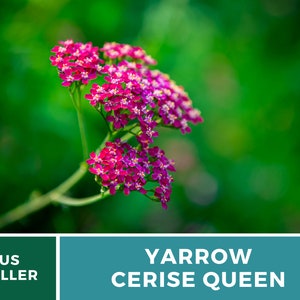 Yarrow, Cerise Queen 50 Seeds Heirloom Flower, Vibrant cerise-pink blooms, Attracts pollinators Achillea millefolium image 3