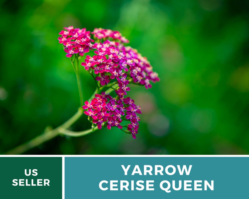 Yarrow, Cerise Queen 50 Seeds Heirloom Flower, Vibrant cerise-pink blooms, Attracts pollinators Achillea millefolium image 3