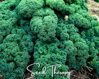 May include: A vibrant, deep green kale plant with densely curled, ruffled leaves growing in a garden. The plant features a complex, textured foliage structure with visible stems. The white cursive text Seed Therapy is overlaid at the bottom.