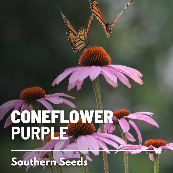 Coneflower, Purple (Echinacea) - 100 seeds - Heirloom Medicinal Herb -  Pollinator Flower (Echinacea purpurea)