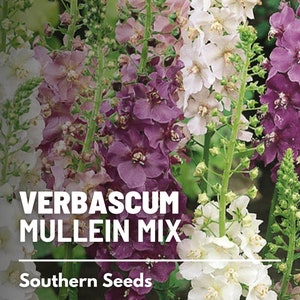 Verbascum Mix (Purple Mullein) - 100 Seeds - Heirloom Flower, Medicinal Plant, Towering Spikes, Attracts Pollinators (Verbascum phoenicium)