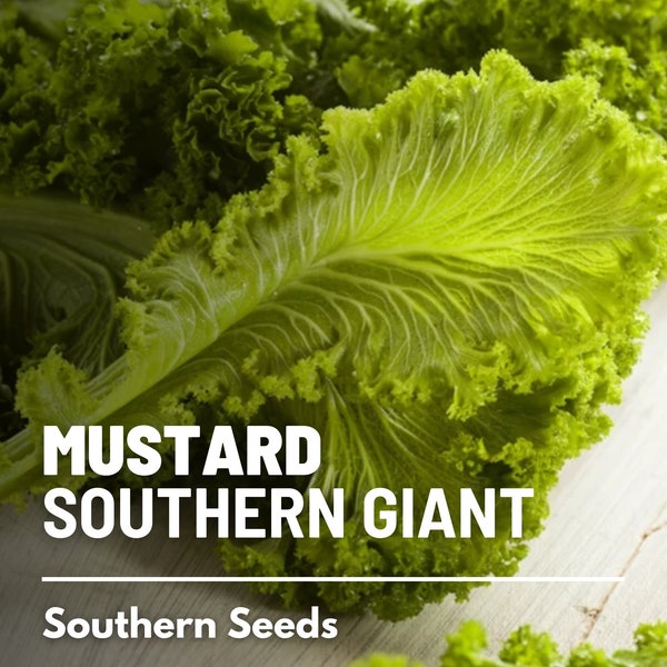 Mustard, Southern Giant - 250 Seeds - Heirloom Greens - AAS Winner - Open Pollinated - Non-GMO (Brassica juncea)