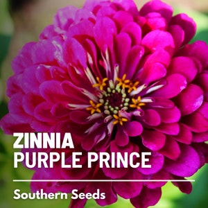 Zinnia, Purple Prince - 100 Seeds - Heirloom Flower, Rich Purple Blooms, Attracts Pollinators (Zinnia elegans)