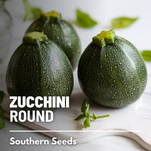 Squash, Zucchini Round - 25 Seeds - Heirloom Vegetable, Open Pollinated, Non-GMO, Easy to Grow (Cucurbita pepo)