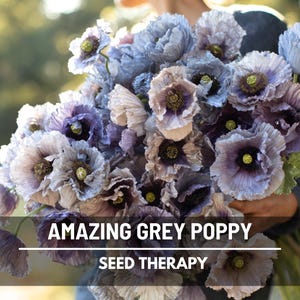 Amazing Grey Poppy Seeds - Heirloom Shirley Poppy, Rare Silver-Grey Blooms (25 Seeds)