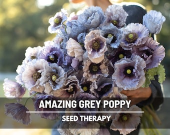 Increíbles semillas de amapola gris, amapola Shirley gris plateada rara (25 semillas)