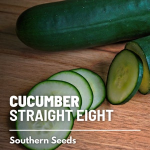 Cucumber, Straight Eight - 30 Seeds - Heirloom Vegetable - AAS Winner - Open Pollinated - Non-GMO (Cucumis sativus)