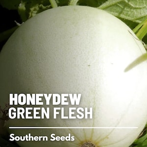 May include: A close-up of a white honeydew melon with green flesh. The melon is sitting on a bed of green grass. The text "HONEYDEW GREEN FLESH" and "Southern Seeds" is visible on the image.