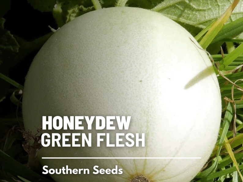 May include: A close-up of a white honeydew melon with green flesh. The melon is sitting on a bed of green grass. The text "HONEYDEW GREEN FLESH" and "Southern Seeds" is visible on the image.