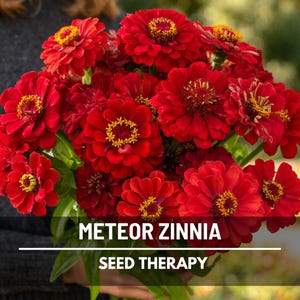Meteor Zinnia Seeds – Heirloom Flower, Large Crimson Blooms, Attracts Butterflies and Quick Growing | 100 Seeds
