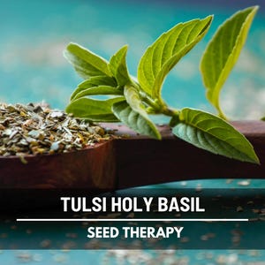 Holy Basil Seeds (Tulsi, Kapoor) – Heirloom Sacred Herb, Easy to Grow, Top Choice for Home Apothecaries & Tea | 250 Seeds