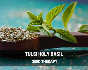 Holy Basil Seeds (Tulsi, Kapoor) – Heirloom Sacred Herb, Easy to Grow, Top Choice for Home Apothecaries & Tea | 250 Seeds