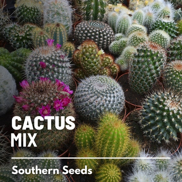 Cactus Mix - 30 Seeds - Heirloom Cacti Succulents - Drought-Tolerant Plant (Cactaceae spp.)
