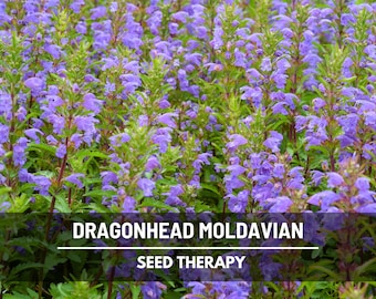 Moldavian Balm Seeds (Dragonhead) – Heirloom Herb, Fragrant, Used in Herbal Teas, Rare Garden Plant (Dracocephalum moldavicum) | 50 Seeds