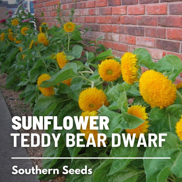 Sunflower, Teddy Bear Dwarf - 25 Seeds - Heirloom Flower, Medicinal & Culinary Herb, Non-GMO, Garden Gift (Helianthus annuus)