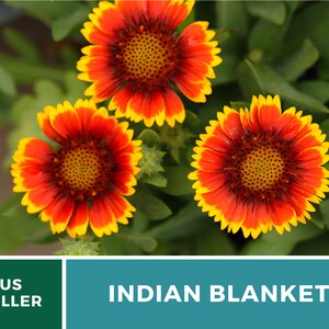 Puede incluir: Tres flores vibrantes de color naranja y amarillo con centros rojos, conocidas como flores de manta india, florecen en un exuberante jard&iacute;n verde.