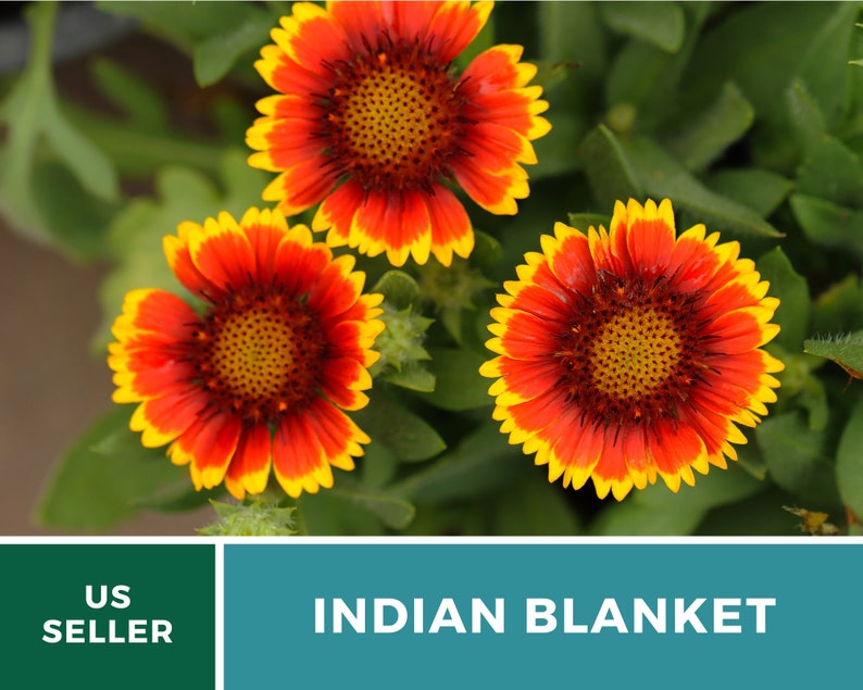 Puede incluir: Tres flores vibrantes de color naranja y amarillo con centros rojos, conocidas como flores de manta india, florecen en un exuberante jard&iacute;n verde.