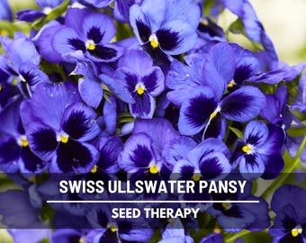 Semillas de pensamiento gigante suizo de Ullswater: reliquia, flores azules gigantes con caras negras, Viola wittrockiana / 50 semillas