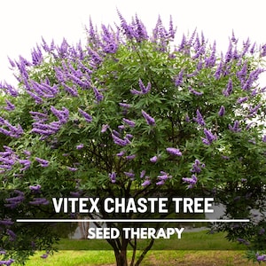 Vitex Chaste Tree Seeds (Texas Lilac) – Heirloom Shrub, Stunning Blue Blooms, Medicinal Herb, Garden Favorite | 20 Seeds image 1