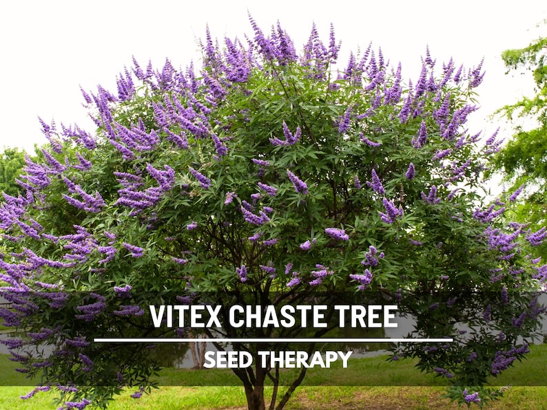 Vitex Chaste Tree Seeds (Texas Lilac) – Heirloom Shrub, Stunning Blue Blooms, Medicinal Herb, Garden Favorite | 20 Seeds image 1
