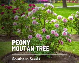 Pivoine, arbre de Moutan - 10 graines - arbuste patrimonial - plante médicinale, grandes fleurs violettes, roses et blanches (Paeonia suffruticosa)