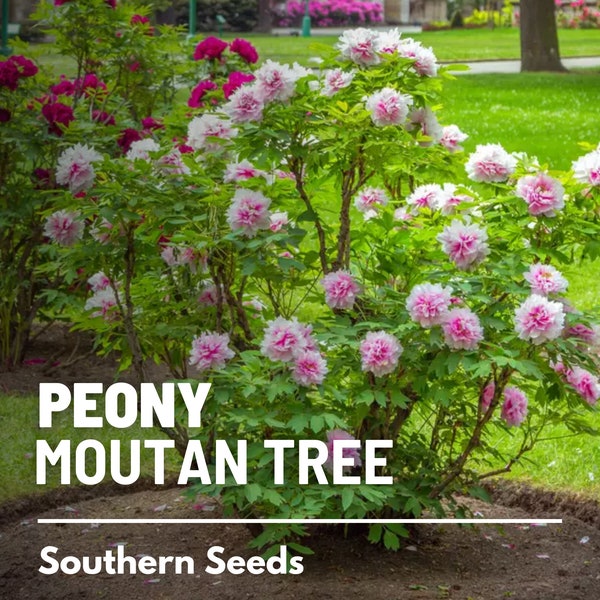 Peony, Moutan Tree - 10 Seeds - Heirloom Shrub - Medicinal Herb, Large Purple, Rose-Pink & White Flower Blooms (Paeonia suffruticosa)