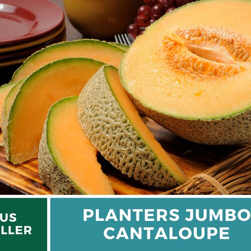 Melon Planter's Jumbo Cantaloupe Heirloom Seeds Non Etsy