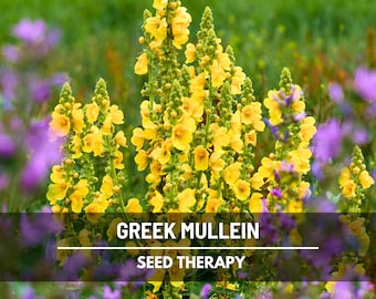 Mullein, Greek - 100 Seeds - Heirloom Herb - Impressive and Robust Flower Display (Verbascum olympicum)