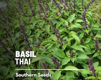 Basil, Thai - 250 Seeds - Heirloom Culinary & Medicinal Herb - Non-GMO (Ocimum basilicum)