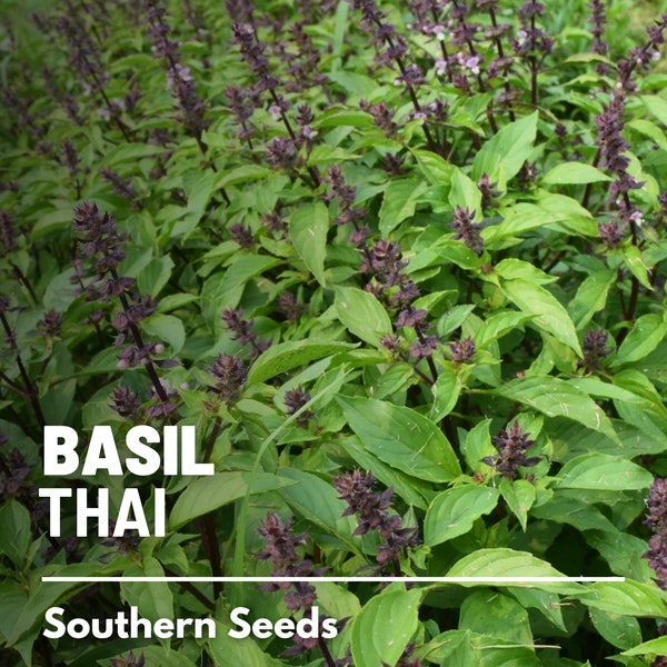 Basil, Thai - 250 Seeds - Heirloom Culinary & Medicinal Herb - Non-GMO (Ocimum basilicum)