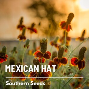 May include: Close-up of a field of orange and yellow Mexican Hat flowers in bloom. The flowers are in focus, while the background is blurred. The text "MEXICAN HAT" and "Southern Seeds" is visible at the bottom of the image.
