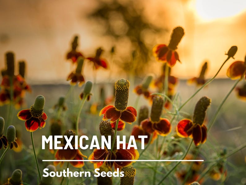 May include: Close-up of a field of orange and yellow Mexican Hat flowers in bloom. The flowers are in focus, while the background is blurred. The text "MEXICAN HAT" and "Southern Seeds" is visible at the bottom of the image.