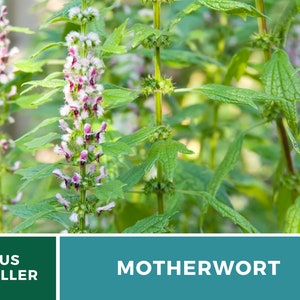 Motherwort 50 Seeds Heirloom Herb Medicinal Delicate Pink Flowers Leonurus cardiaca image 5