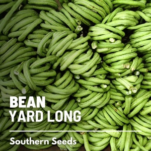 Pu&ograve; includere: Primo piano di un mucchio di fagiolini verdi lunghi. I fagiolini sono raggruppati e hanno una consistenza liscia e lucida. Il testo "BEAN YARD LONG" e "Southern Seeds" &egrave; visibile nella parte inferiore dell'immagine.