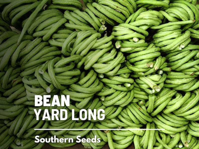 Pu&ograve; includere: Primo piano di un mucchio di fagiolini verdi lunghi. I fagiolini sono raggruppati e hanno una consistenza liscia e lucida. Il testo "BEAN YARD LONG" e "Southern Seeds" &egrave; visibile nella parte inferiore dell'immagine.