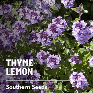 Thyme, Lemon - 200 Seeds - Heirloom Herb, Garden Plant, Culinary Kitchen Herb, Citrus Flavor, Garden Gift (Thymus pulegioides)