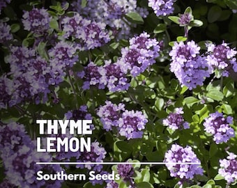 Thyme, Lemon - 200 Seeds - Heirloom Herb, Garden Plant, Culinary Kitchen Herb, Citrus Flavor, Garden Gift (Thymus pulegioides)