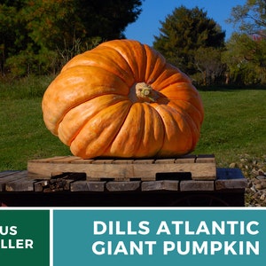 May include: A large, orange Dills Atlantic Giant pumpkin sits on a wooden pallet. The pumpkin is very large and has a deep orange color. The pumpkin is sitting on a wooden pallet in a grassy field.
