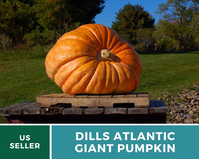 May include: A large, orange Dills Atlantic Giant pumpkin sits on a wooden pallet. The pumpkin is very large and has a deep orange color. The pumpkin is sitting on a wooden pallet in a grassy field.