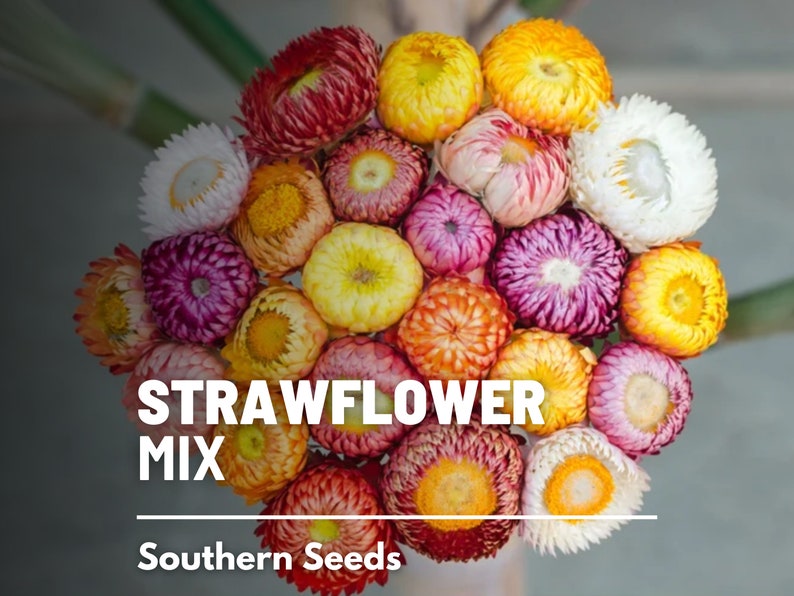 Strawflower – Truelove Seeds