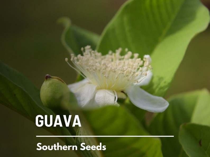 May include: A close-up of a white guava flower with a green bud and leaves. The text "GUAVA" and "Southern Seeds" is visible below the flower.