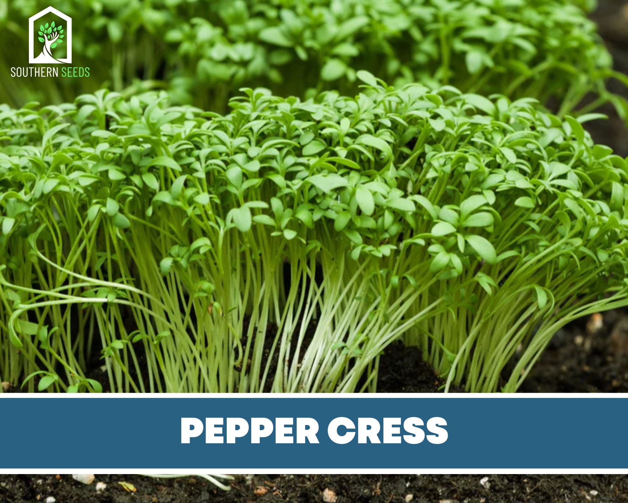 Cress Pepper Heirloom Seeds Sow Traditionally Or As A Etsy 日本