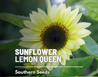 Sunflower, Lemon Queen - 25 Seeds - Heirloom Flower, Lemon Colored Blooms, Culinary & Medicinal Plant, Garden Gift (Helianthus annuus)