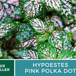 Op de afbeelding: Close-up van een plant met groene bladeren met roze en witte vlekken. De plant heet "Hypoestes Pink Polka Dot".