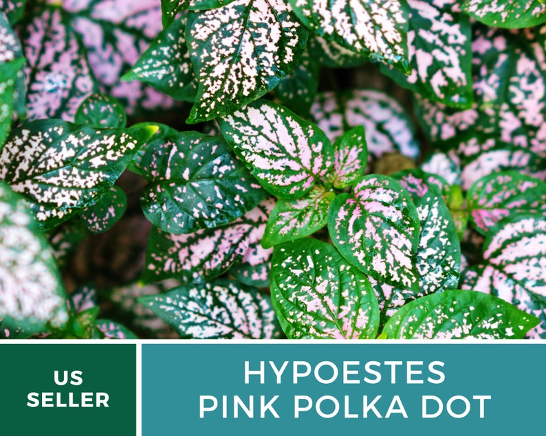 Op de afbeelding: Close-up van een plant met groene bladeren met roze en witte vlekken. De plant heet "Hypoestes Pink Polka Dot".