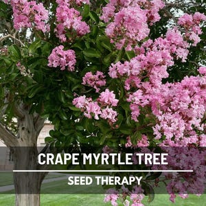 Crape Myrtle Seeds – Heirloom, Striking & Colorful Blooms, Low Maintenance Tree, Medicinal Plant | 50 Seeds