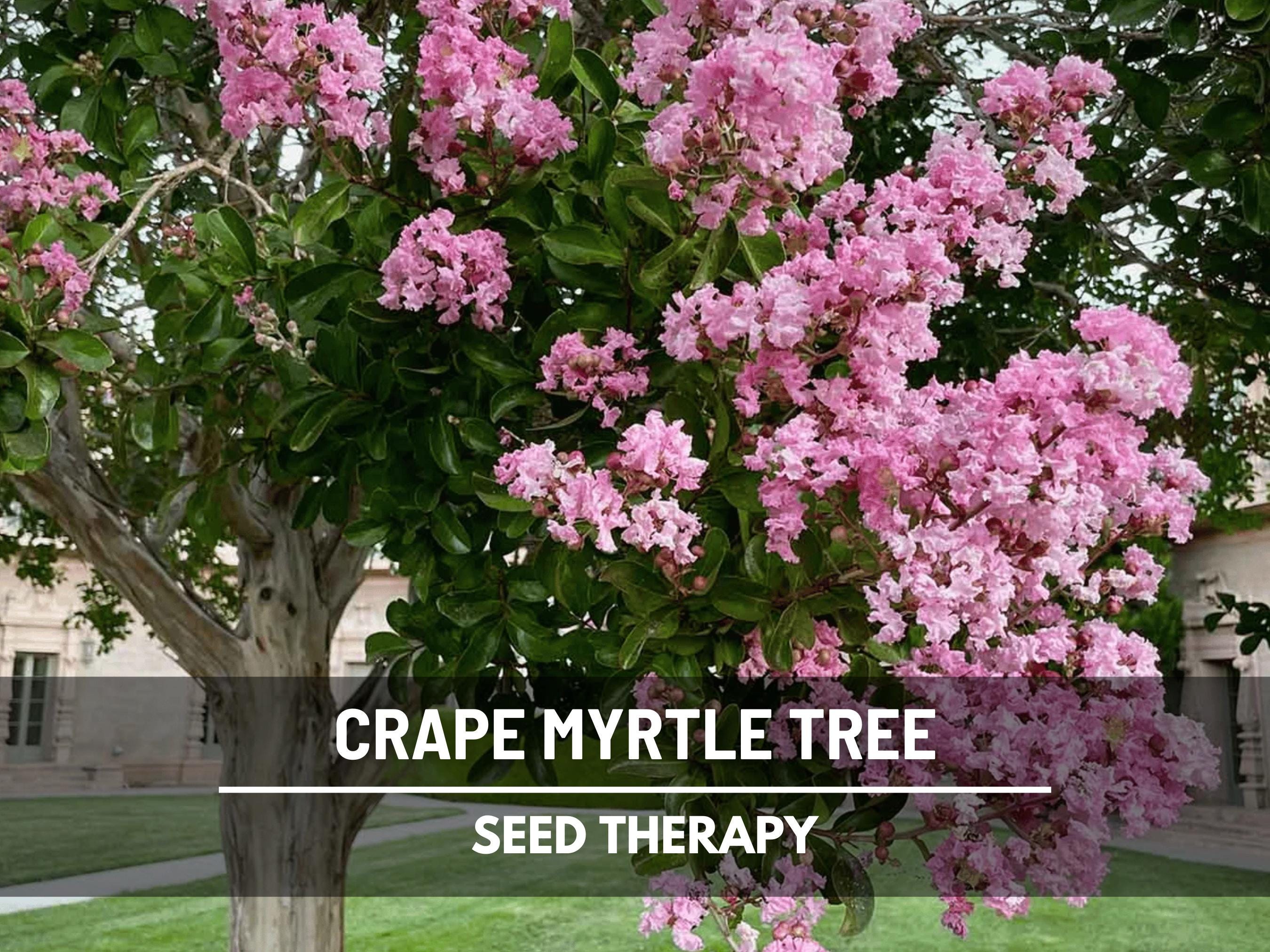 Crape Myrtle Seeds – Heirloom, Striking & Colorful Blooms, Low Maintenance Tree, Medicinal Plant | 50 Seeds