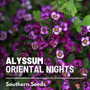 May include: Purple Alyssum Oriental Nights flower seeds.  A close-up image of the flowers in bloom.  Southern Seeds.