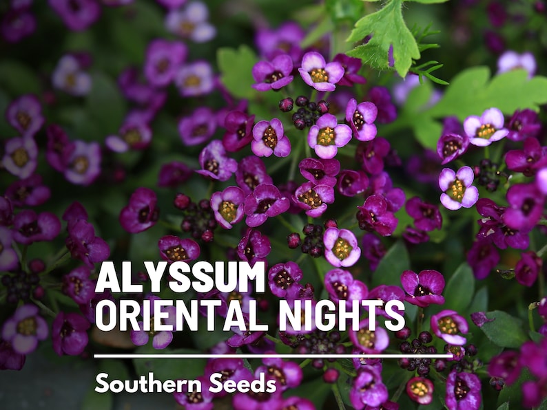 May include: Purple Alyssum Oriental Nights flower seeds.  A close-up image of the flowers in bloom.  Southern Seeds.