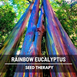 Rainbow Gum Tree Eucalyptus Seeds – Heirloom, Striking & Colorful Bark, Unique Ornamental Tree for Landscapes | 100 Seeds